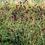 Miniature : GREAT BURNET Herb Wiccan Herb Support Blend ( Sanguisorba officina)