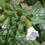 Miniature : LUNGWORT Leaf Botanical Mix Hand Selected ( Pulmonaria officinal)