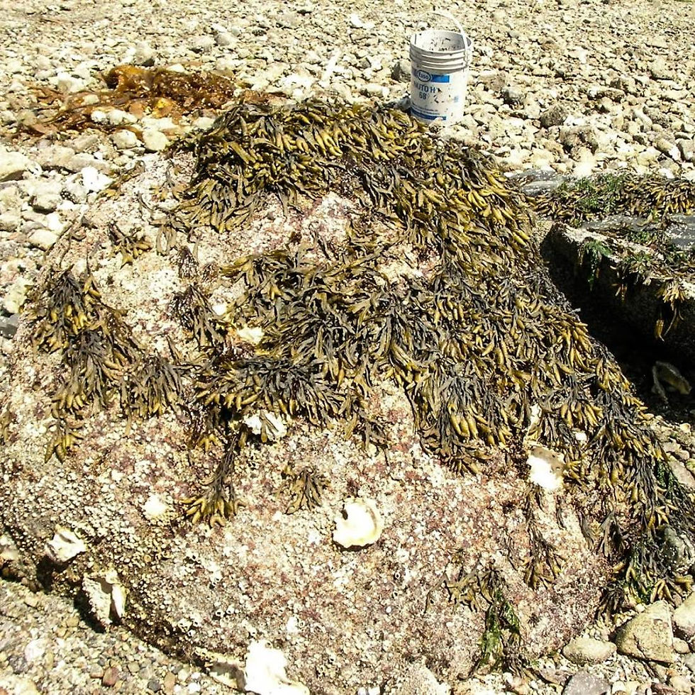 Thumbnail: BLADDERWRACK Plant Loose Tea Sustainably Grown ( Fucus vesiculosus)