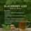 Miniature : BLACKBERRY Leaf Vitality Blend Aromatic Herb ( Rubus sp diversa)