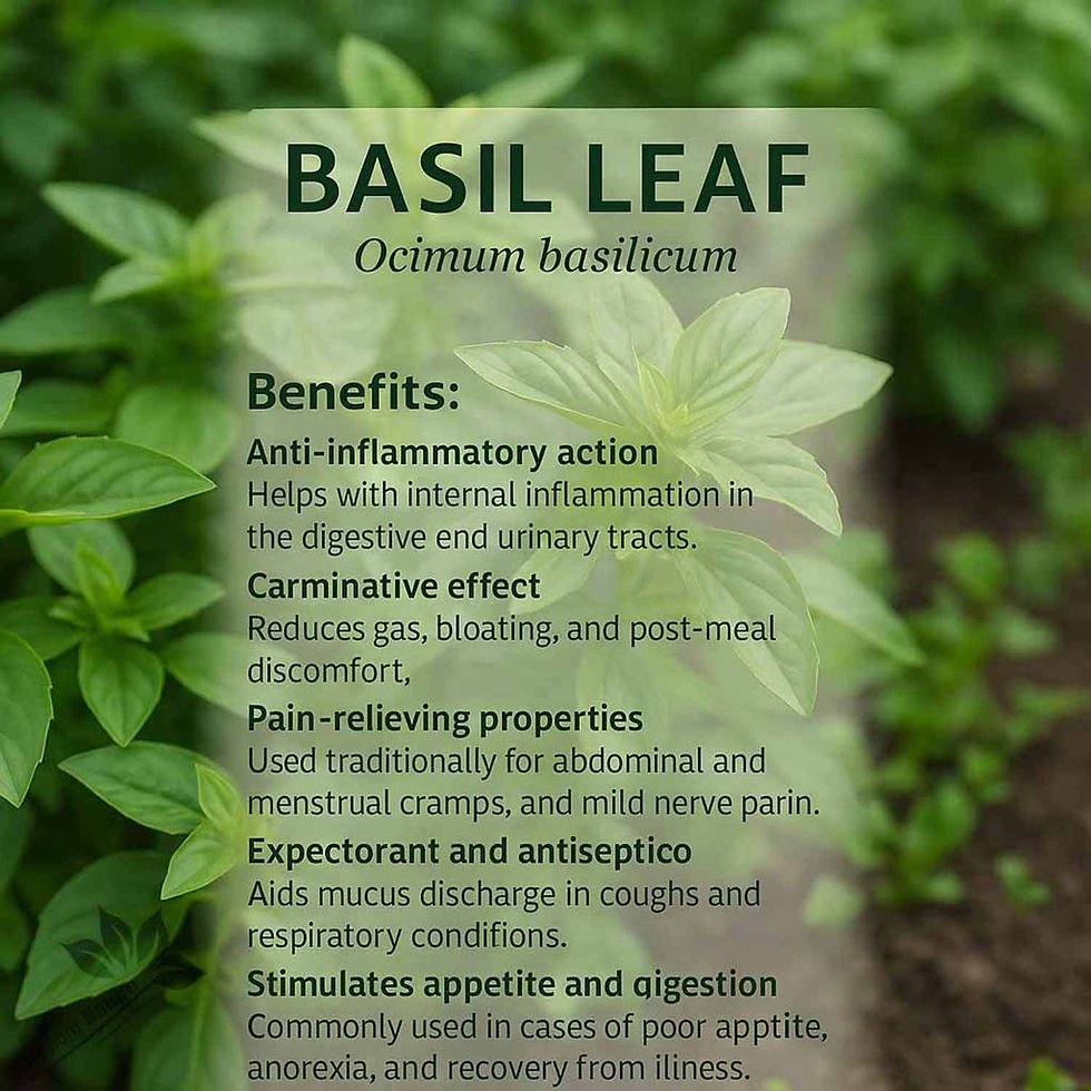 Thumbnail: BASIL Leaf Spice Organic Spices Spice Sampler ( Ocimum basilicum)