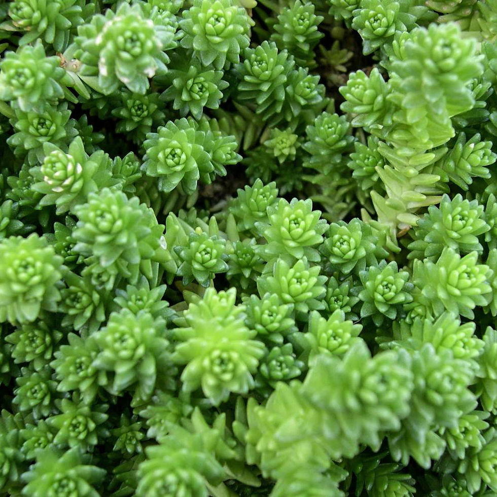 Thumbnail: GOLDMOSS STONECROP Whole Dried Morning Boost ( Sedum acre)
