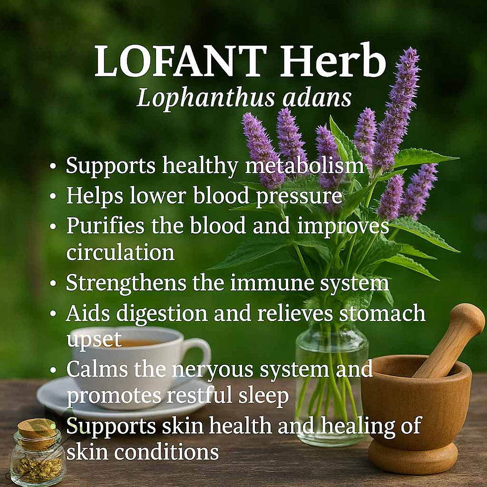 Miniaturbild: LOFANT Herb Comfort Herbal Tea Botanical ( Lophanthus adans)