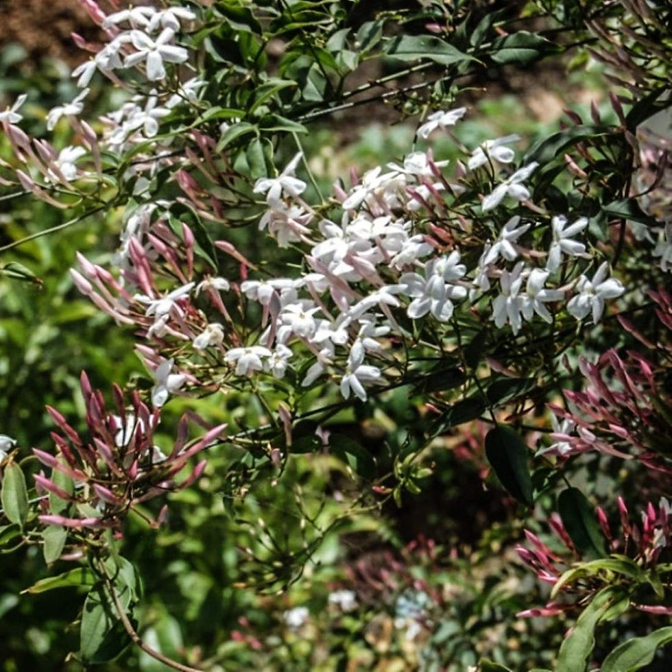 Miniature : JASMINE Flower Herbal Tea Gift Culinary ( Jasminum polyanthum)