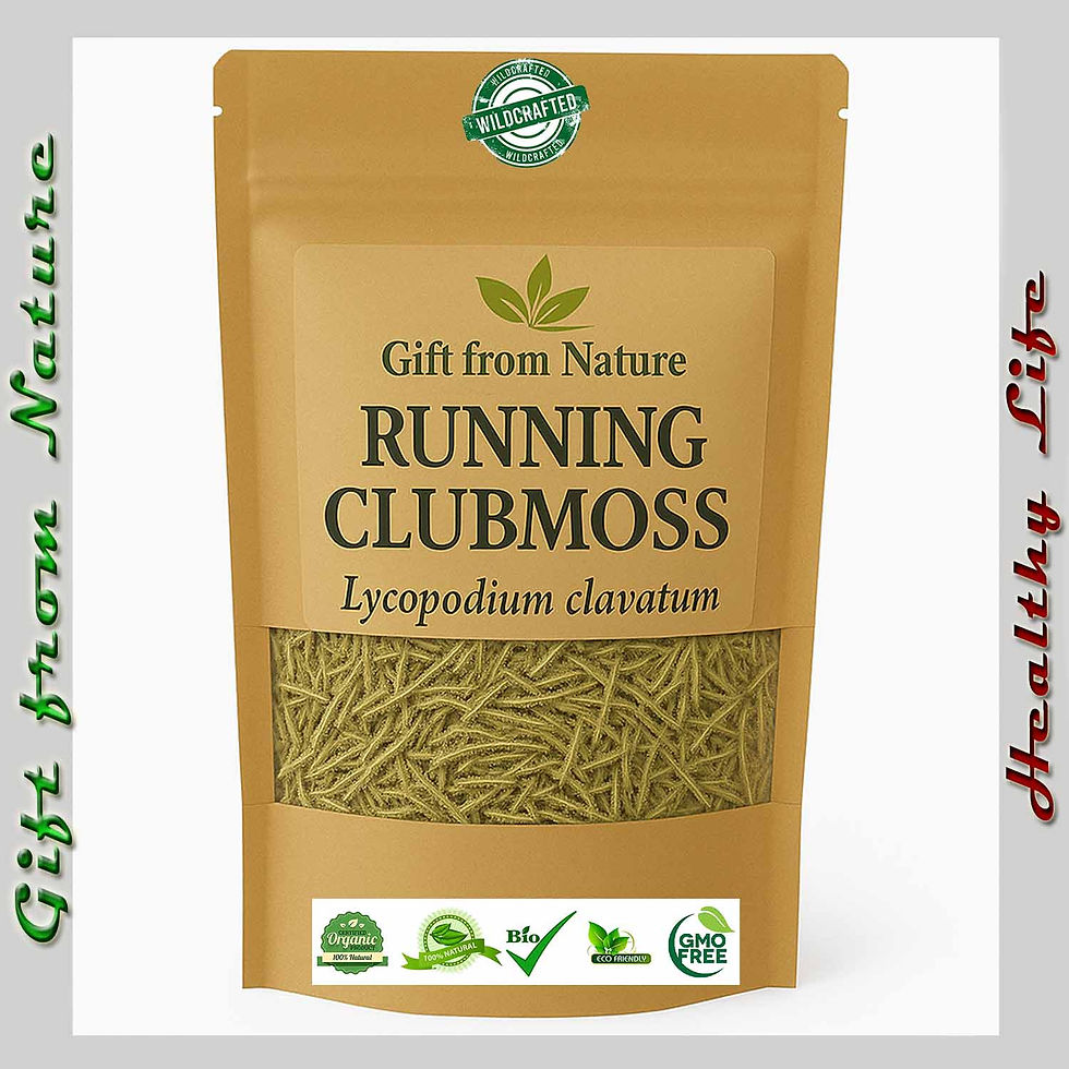 RUNNING CLUBMOSS Gluten Free Tea Organic Herbs ( Lycopodium clavatum), Eldira - Natural Herbal Remedy.