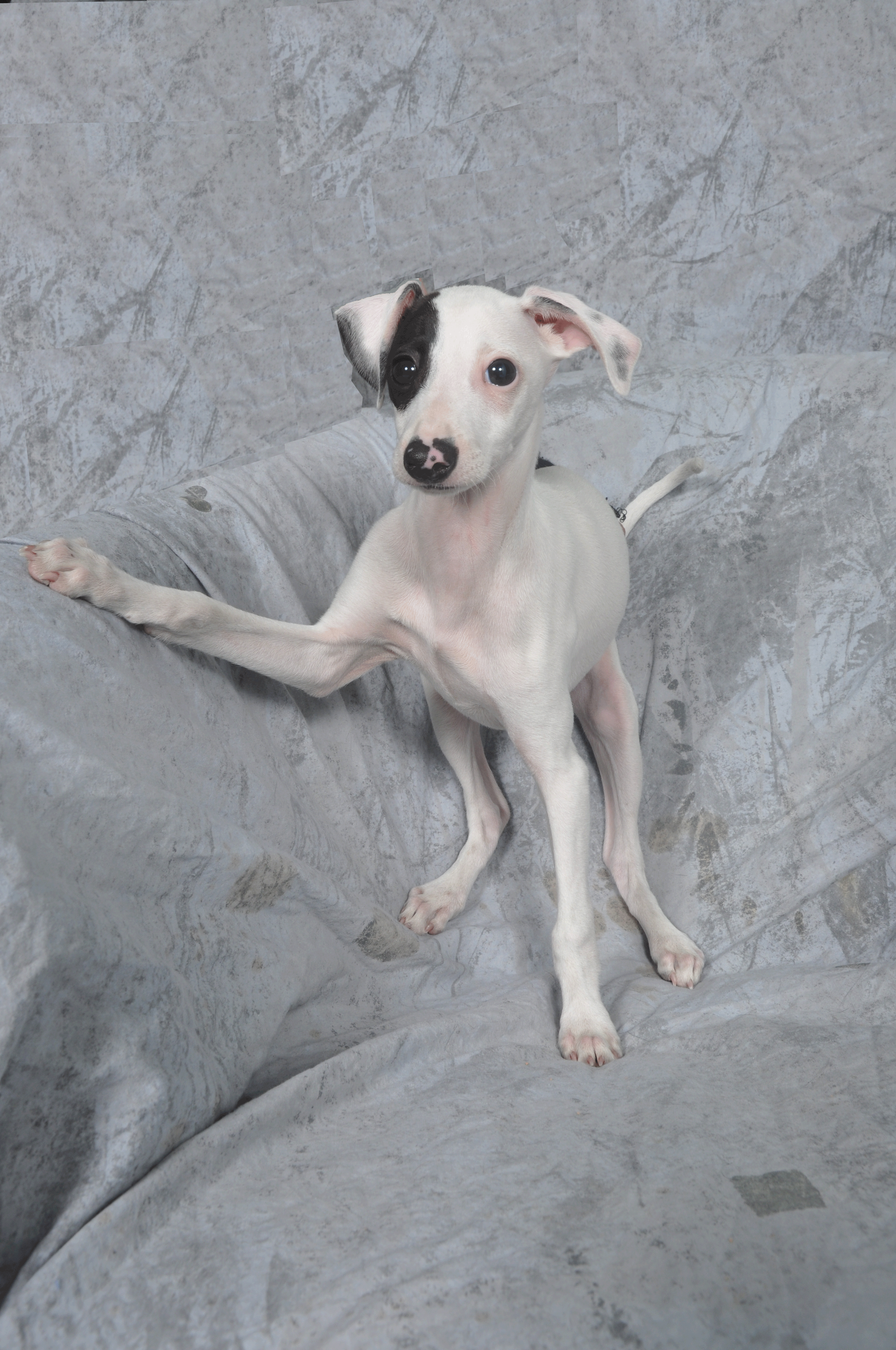 Arlo 2.gif