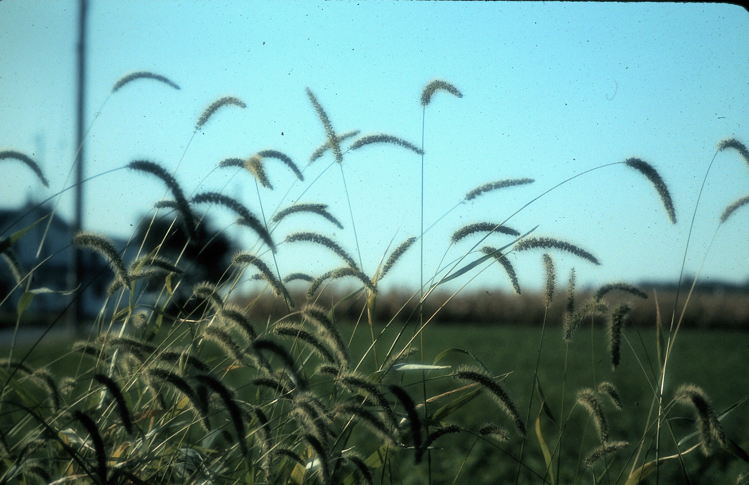 Weeds1.gif