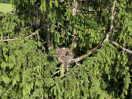 Milan-Nest im Chüewald!