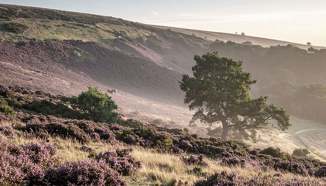 Firefly_heath land in Hardy's Dorset_ed