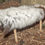 Thumbnail: Jacob Type Sheepskin Rug