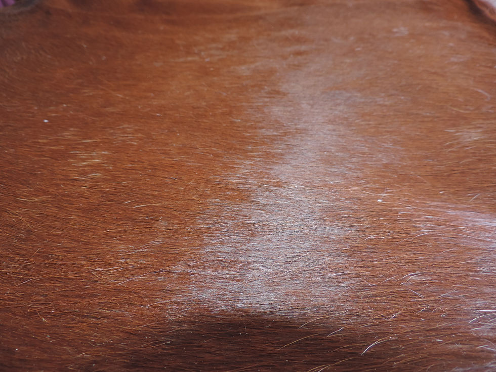 Thumbnail: Cow Hide 5 Brown (Grade A)