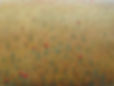 Poppies 30x40_