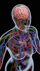 CNS.png