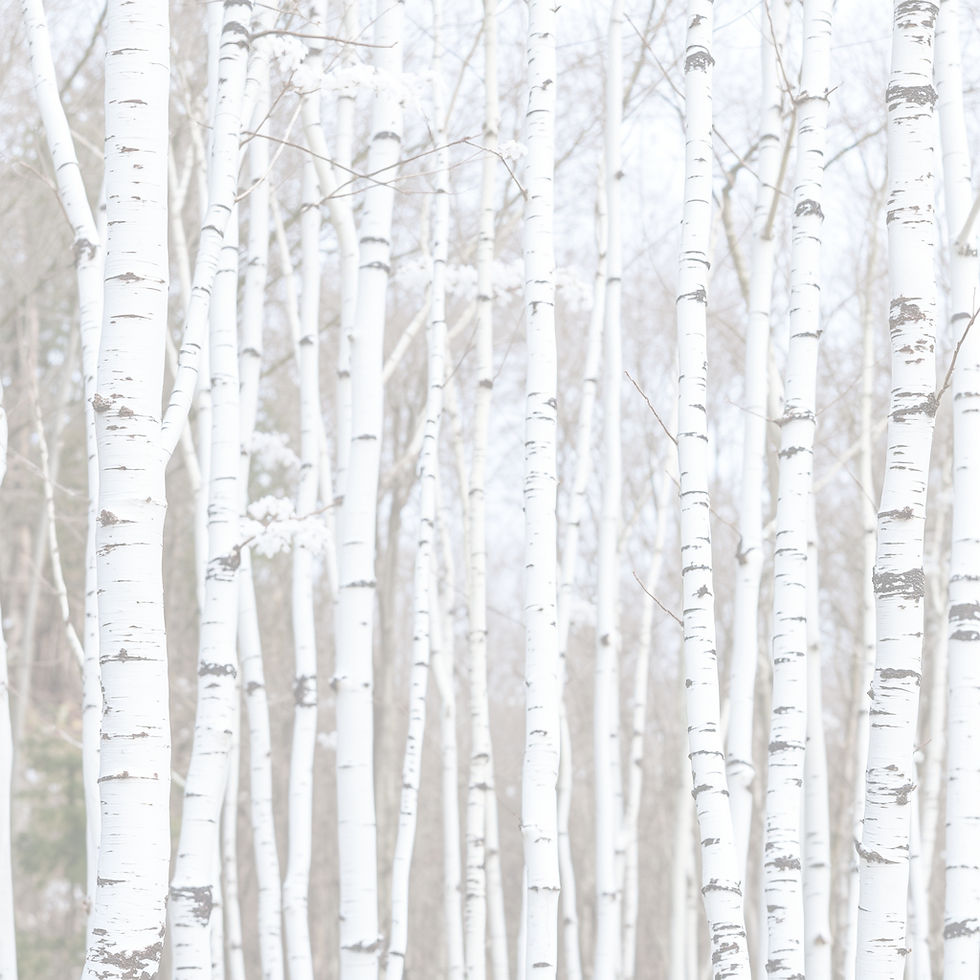 white birch tree background_edited.jpg