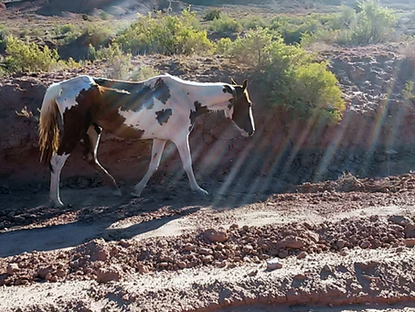 Drought Horse