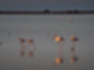 Birds of Walvis Bay