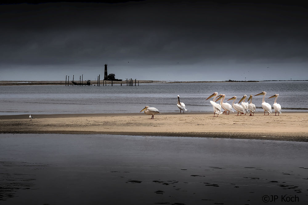 Pelicans at the Peninsula
