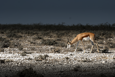 Springbock im Etosha