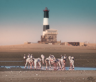 flamingos and lighthouse