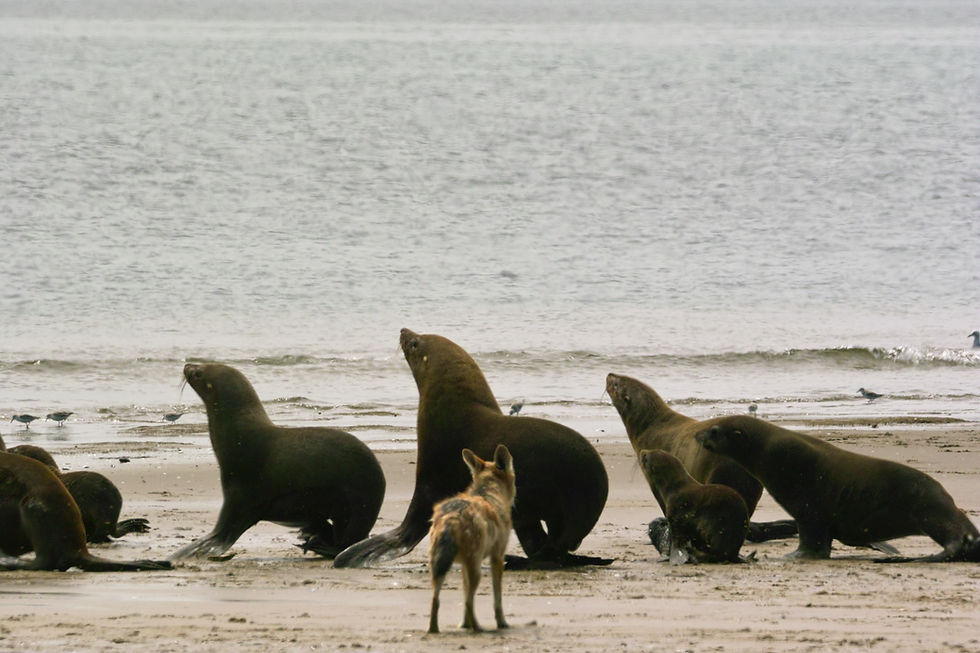 jackal herding seals