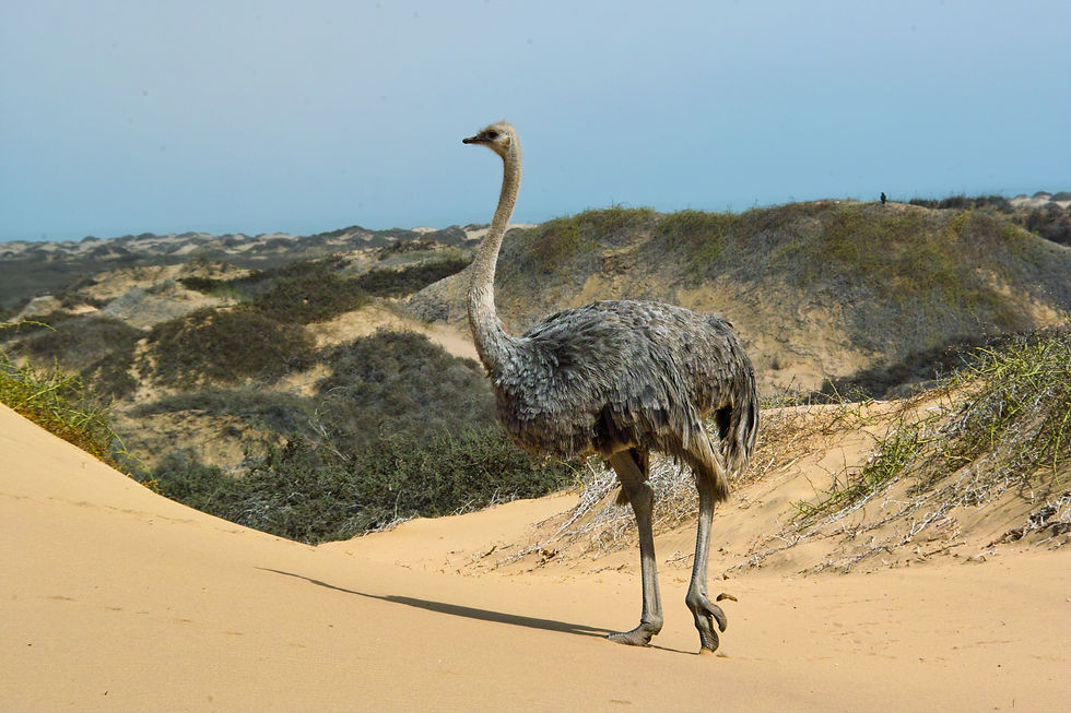 Common Ostrich