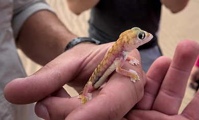 Sandwich Harbour Tour.jpg