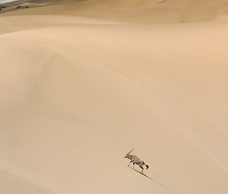Oryx dans le désert du Namib