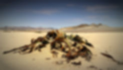 Welwitschia mirabilis.jpg