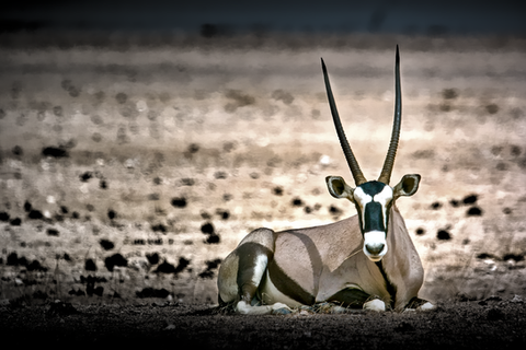 Spießbock im Namib-Naukluft-Park
