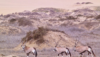 Sandwich Harbour Tour_edited.jpg