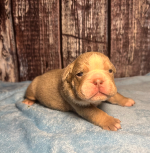Adorable English Bulldog puppy