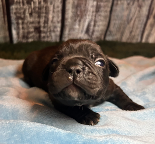 Adorable black English Bulldog puppy