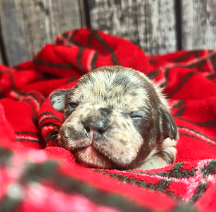 Sleeping merle English Bulldog puppy
