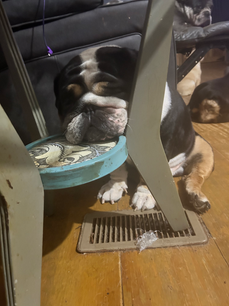 Sleeping English Bulldog under table