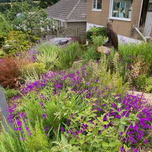 Cornish Prairie Front Garden