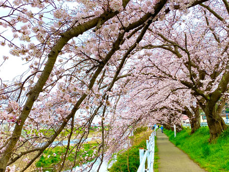 桜さくらサクラ…