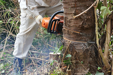 チェーンソーを使って木をきる