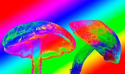 psychedelic mushrooms 4.jpg