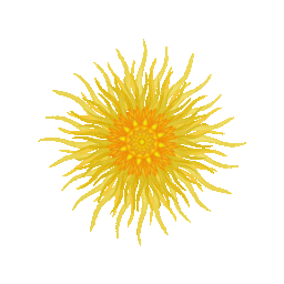 sun 6.gif