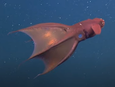 Vampire Squid.png