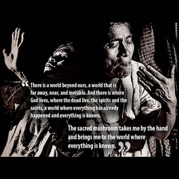 shaman's sacred mushroom meme.jpg