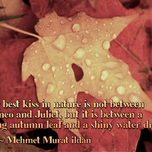 ildan autumn leaves meme 4.png
