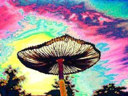 magic mushroom 2.jpg