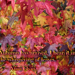 Elviis autumn leaves meme.png