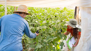 Productores de la Colonia 18 de Julio redujeron 90% el uso de agroquímicos