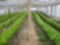 Horticultura CNFR