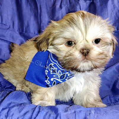 AKC Chocolate Liver Shih Tzu Puppies in Athens, Georgia USA 