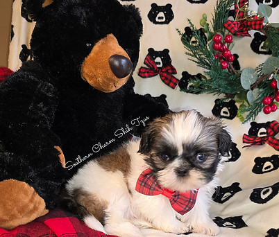 Bear with bear.jpg