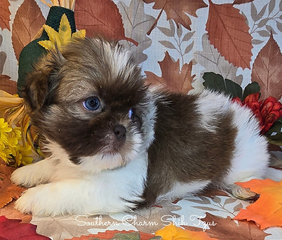 Punkin blue eyes.jpg