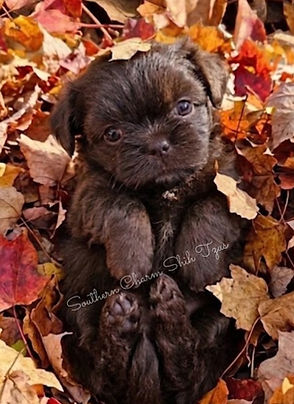 Luca (2).jpg